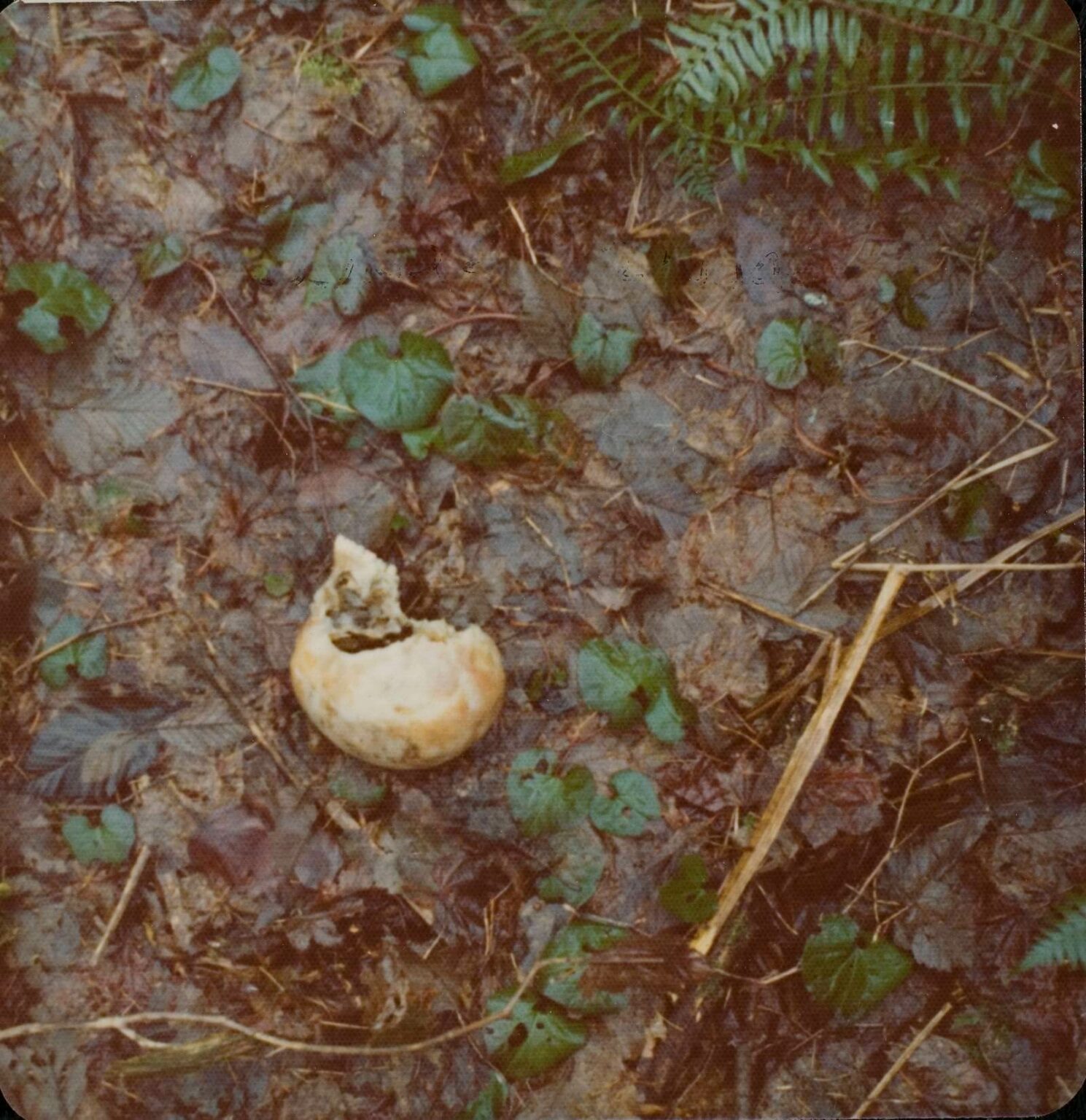 Revisiting Ted Bundy's Issaquah Dump Site